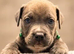 8 ABKC REGISTERED POCKET BULLYS