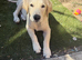Beautiful boy looking for new home