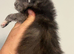 Maine coon x British short hair