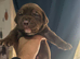 Beautiful american p bully x presa canario pups