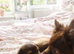 Beautiful stunning chocolate pomchi
