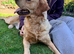 Beautiful fun loving golden retriever looking for his forever home