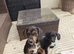 3 affectionate, boy jackapoo pups