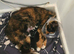 2 kittens