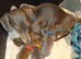 Stunning litter miniature dachshunds