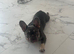 Prada for rehome