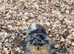 Beautiful Blue & Tan Merle Pomeranian