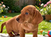RKC Reg Dachshund puppies