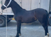 Classy yearling