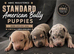 ABKC AMERICAN STANDARD BULLIES