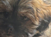 Shih tzu Puppies ready to change home.