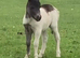 SPSBS registered piebald colt