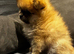 Pomeranian boys teddy bear faces