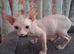 Sphynx Kittens Ready to Leave Now