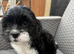Lhasa apso female