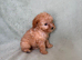 F1bb cockapoo puppies ready to leave