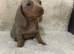 Pedigree miniature Dachshund