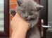 Kittens ready to leave now&hellip;!!!