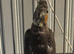 Young 3 Cockatiels