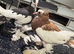 Fancy pigeons
