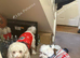 Maltese bichon girl