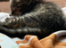 Beautiful tabby female available