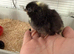 1 Week old Cuckoo Maran chicks