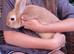 Gorgeous baby girl rabbit 11 weeks old