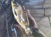 Carp fish