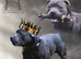 Blue Staffordshire Bull Terrier