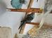 Crested budgies