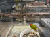 Breeding Pair of Kakariki parrots ready for breeding