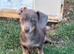 Stunning chiweenie puppies.....