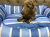 Dachshund