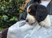 English springer spaniel pups