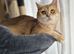 Golden British shorthair