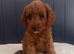 Absolutely stunning Cavapoo puppies