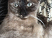 Ragdoll female for rehoming
