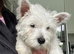 Kc west highland terrier male puppy