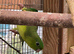Lineolated parakeets Linnies DNA cock & hen