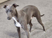 Italian Greyhound Stud