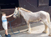 Mini gypsy cob passported