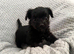 4 yorkiepoos girls and boys ready 24th july
