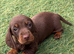 Dachshund puppy