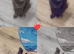 Female 8 months old Russian blue Cross