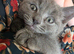 Ragdoll cross siberian