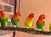 fischer lovebirds