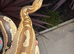 Borneo short tail python