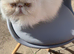 Lovely natured Persian cat