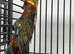 Stunning Rosella & Pennants